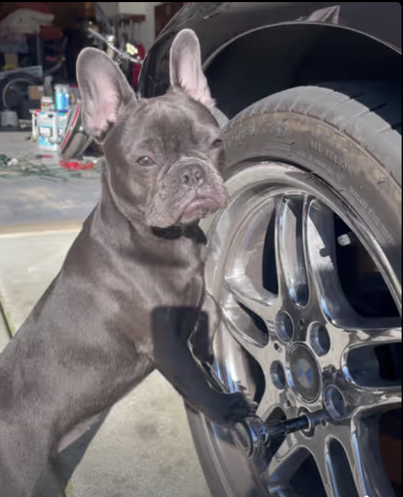 Frenchie Barbie Girl is ready for some serious drifting !!!